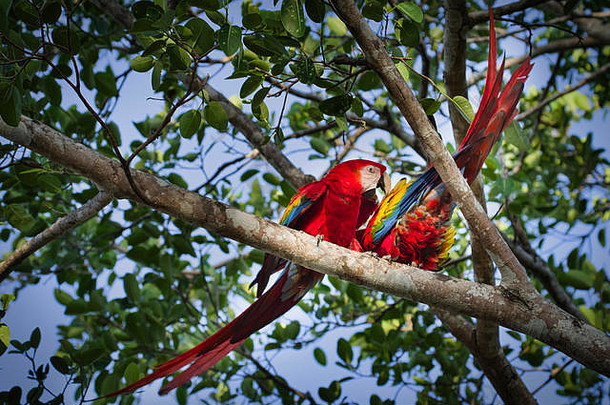 一对鲜红的金刚鹦鹉，这是在巴拿马拍摄的色彩鲜艳的<strong>鸟类图片</strong>