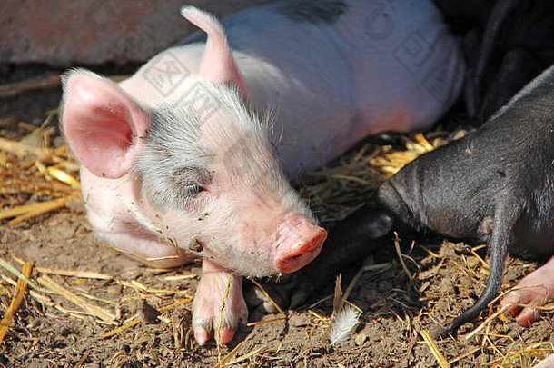 猪在农场的院子里玩耍和睡觉。粉红小猪晒太阳睡觉。有趣的猪。小猪宝宝在院子里玩耍