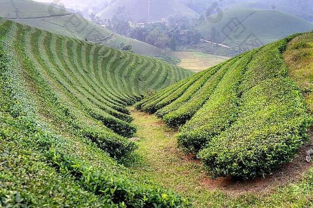 越南福寿省龙阁茶山，一个大雾蒙蒙的清晨。龙可可被认为是越南最美丽的茶山之一，胡