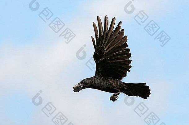 飞行中的美洲乌鸦