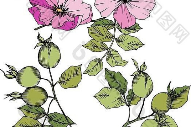 野花犬蔷薇病媒型分离。粉色雕刻水墨艺术。