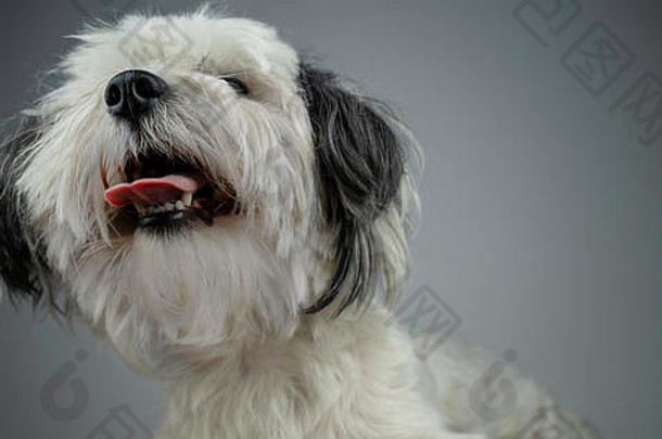 比雄哈瓦那语犬红斑狼疮熟悉白色小狗图片舌头坚持口白色年轻的小狗