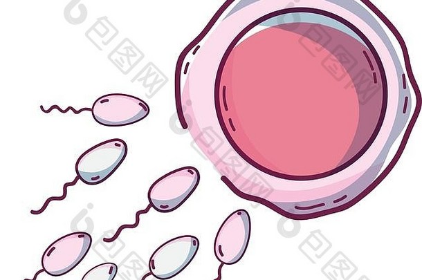 卵子精子受精过程