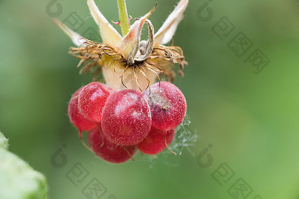 野生红色的浆果