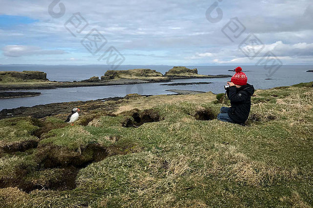在苏格兰伦加岛上，一个小男孩正在给一只海雀拍照
