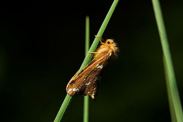 一种棕色的小蛾子，金丝燕（Phymotopus hecta），栖息在草地上。