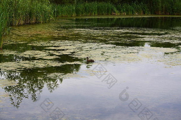 法国香槟酒庄池塘周围的野生自然法国香槟酒庄池塘周围的野生自然