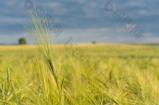 <strong>五一劳动节</strong>傍晚太阳下的黑麦地，一根黑麦秆清晰可见。