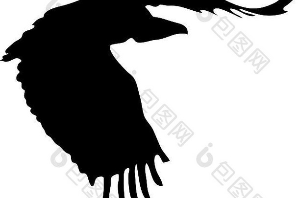 非洲秃鹫的侧影