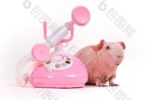 电话<strong>会</strong>议上的豚鼠