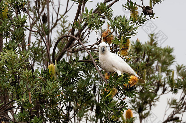 在澳大利亚蓝山，硫冠凤头鹦鹉正在吃班克斯亚野花。