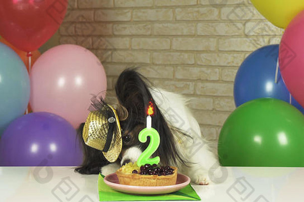 花俏的狗蝴蝶犬吃生日蛋糕蜡烛