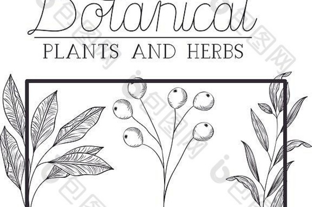 植物和草本植物标签