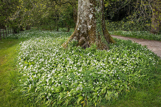 春天，英国威尔特郡拉默树花园的野生大蒜开满了花，覆盖着树林