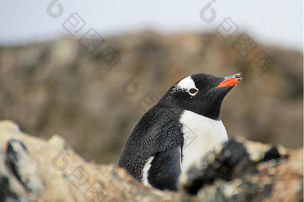 Gentoo企鹅Pygoscelis巴布<strong>亚南极</strong>半岛