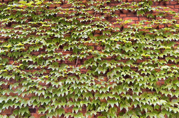 美丽的自然装饰爬虫叶子红色的砖背景绿色叶子墙登山者植物叶子葡萄树日益增长的夏天树叶攀爬墙夏天自然
