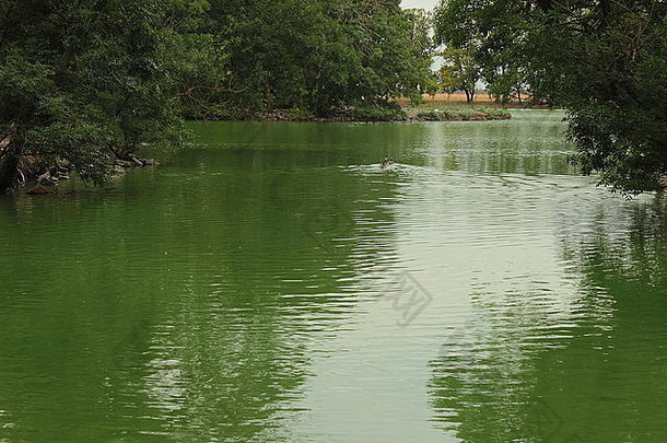 绿湖环绕树木