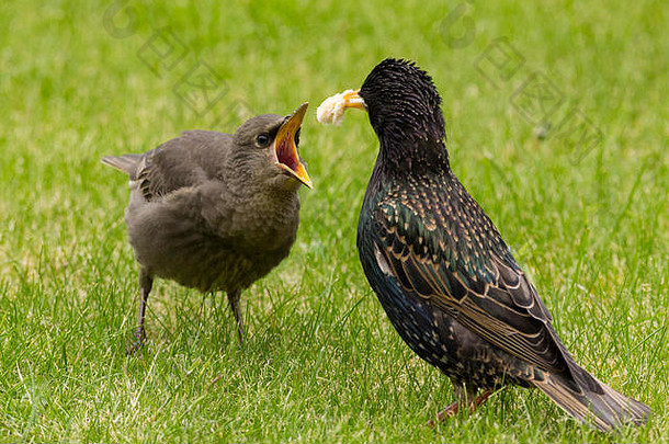 椋鸟Sturnus Vulgaris父母在草坪上用面包或脂肪块喂养雏鸟。年轻人张<strong>大嘴巴</strong>乞讨食物，羽毛蓬松。