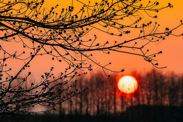 树枝的轮廓，树芽和橙色的大太阳在背景上。<strong>春晓</strong>日落日出天空。背光和树林中的暗枝