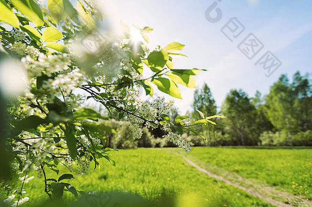 鸟樱花树芬兰夏季路径探路者绿色植物景观风景区