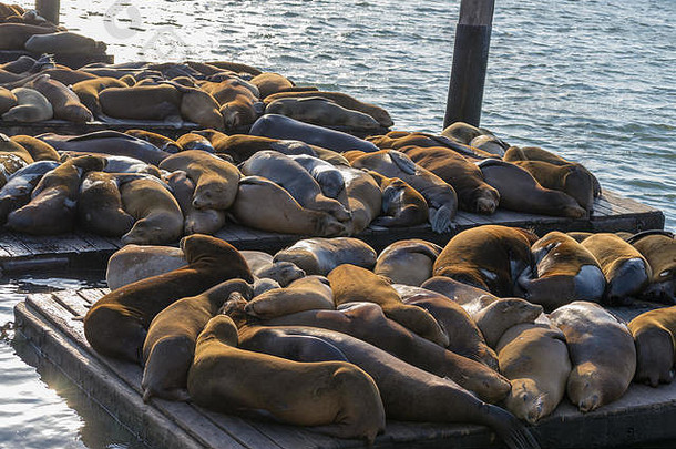 旧金山渔民码头的39号码头因其海狮而闻名。