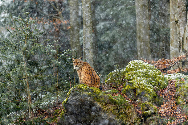 美丽的欧亚猞猁（Lynx Lynx）被描绘成坐在一块岩石露头上，在一个偏远的林地冬季环境中观察它被雪覆盖的周围环境。