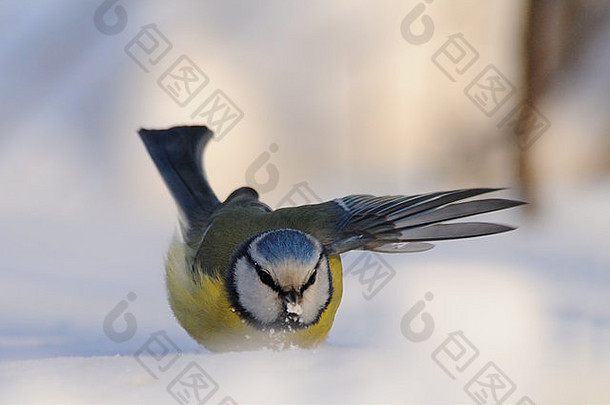 蓝山雀在雪堆中拍打翅膀