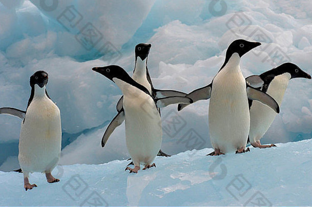 集团阿德利企鹅Pygoscelis阿德利亚出现水希望湾北部提示南极半岛