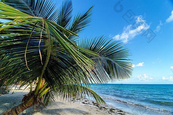 小棕榈树扩展海滩三安德鲁天意哥伦比亚