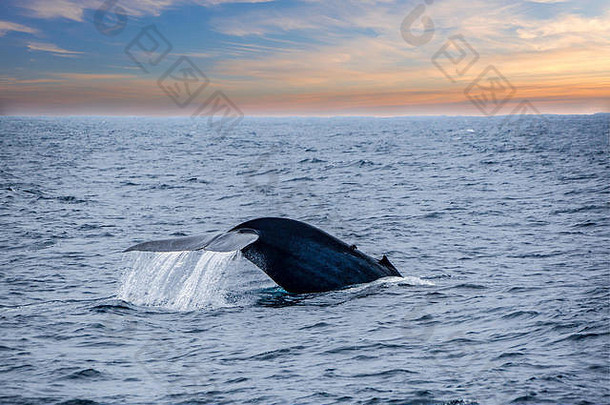 斯里兰卡南部米利萨湾，一头<strong>蓝鲸</strong>美丽地从海洋中浮出水面。