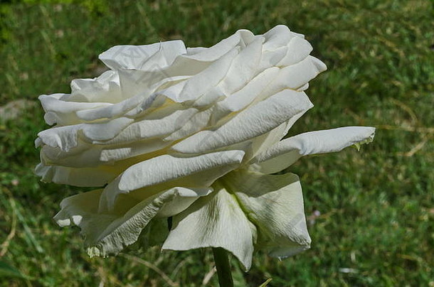 新鲜的白色布鲁姆玫瑰花花园区德鲁伊巴索菲亚保加利亚