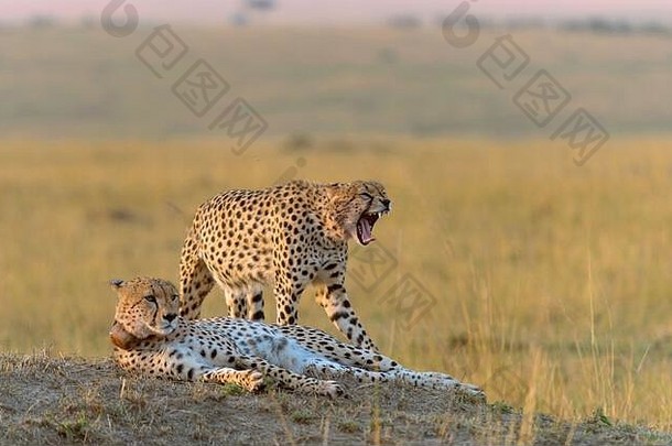 猎豹打呵欠好睡眠马赛玛拉肯尼亚非洲