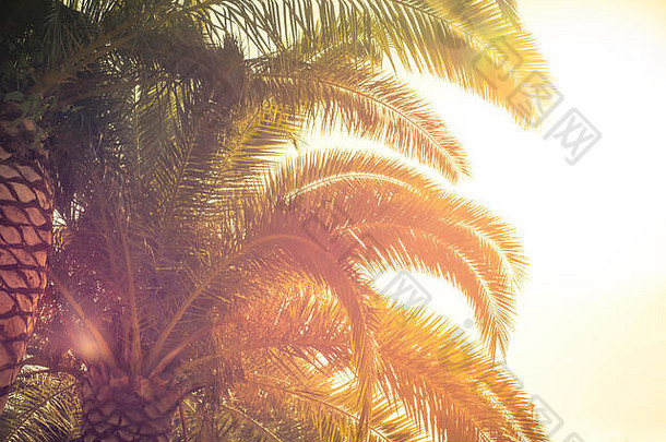 棕榈树的叶子对着天空。热带旅游背景。暑假。色调。