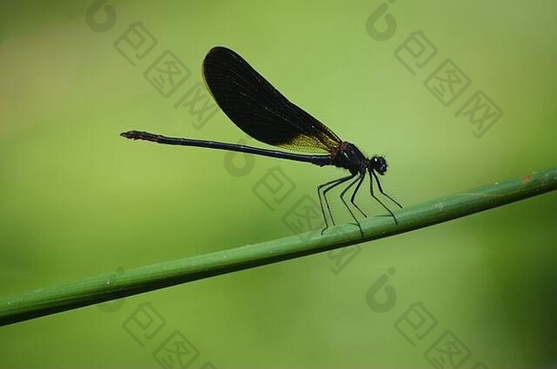 产于西班牙东部巴伦西亚地区地中海山河帕兰西亚河沿岸的豆娘科物种（颧翅目，蜻蜓目）