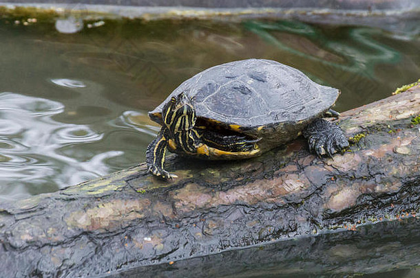 水中树干上的一只海龟