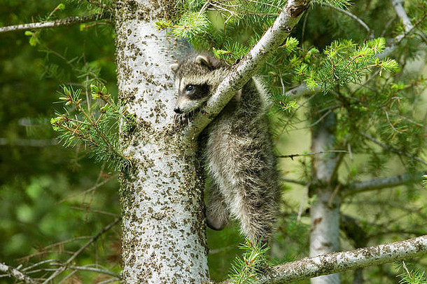 常见的浣熊南河三lotor伸展运动大力达到分支攀爬树勃兹曼蒙大拿美国