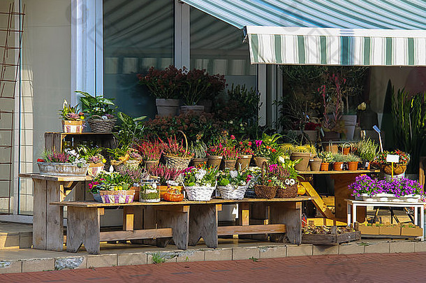 篮子锅植物木长椅前面花商店兹瓦嫩堡荷兰