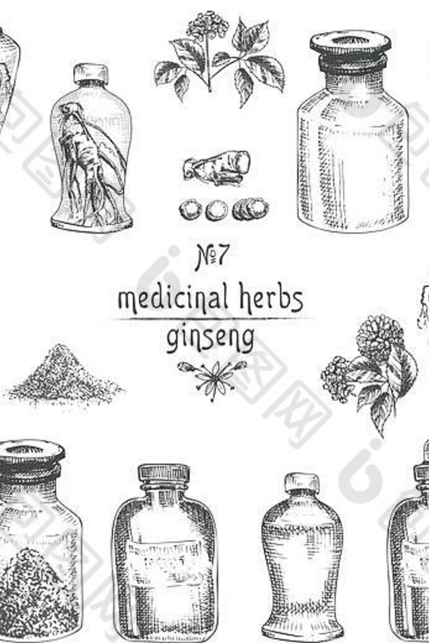 白色背景上分离的人参根、花、浆果、瓶子、研钵和杵的写实植物墨水素描，花草收藏。