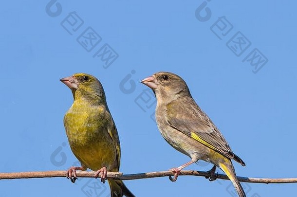 栖息在英国花园里的一种叫绿翅雀的引人注目的野鸟