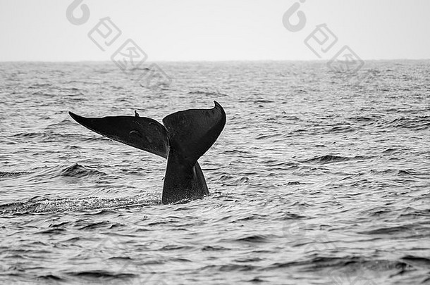 斯里兰卡海岸的蓝鲸