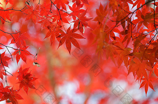 秋天的日本红枫树背景，京都，日本