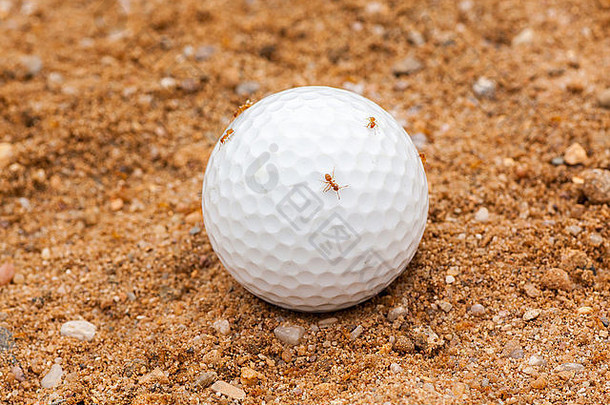 沙里的高尔夫球，被蚂蚁占据