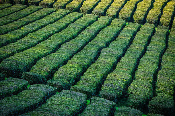 传统的茶种植园离子为什么米格尔岛亚速尔葡萄牙欧洲