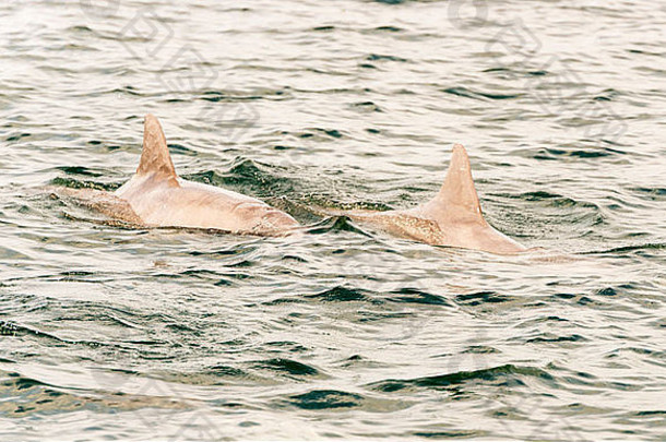 在加勒比海游泳的海豚图片