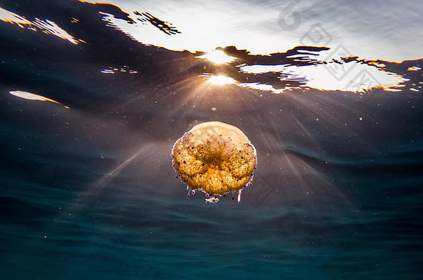 一种五颜六色的煎蛋水母（结核菌），生活在地中海的浅水中，西班牙，马略卡岛