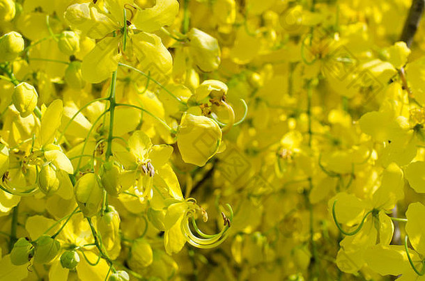 桂花（或金<strong>莲</strong>树）的黄色<strong>花朵</strong>在<strong>夏</strong>季盛开。