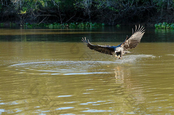 在巴西潘塔纳尔地区的皮克斯海姆河上，一只巨大的黑鹰<strong>俯冲到</strong>河边捕鱼。