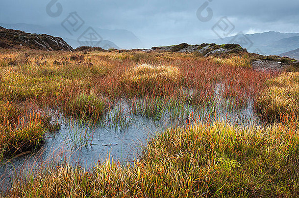 色彩鲜艳的草植物生命高沼地池山贝德格勒特斯诺登尼亚