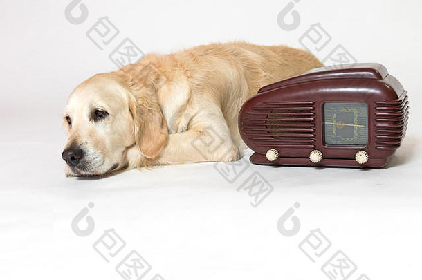 摄影棚拍摄了一只酷酷的金色猎犬躺在老式收<strong>音</strong>机旁边的灯光背景下。所有潜在商标均已删除。
