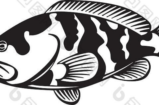 石斑鱼插图